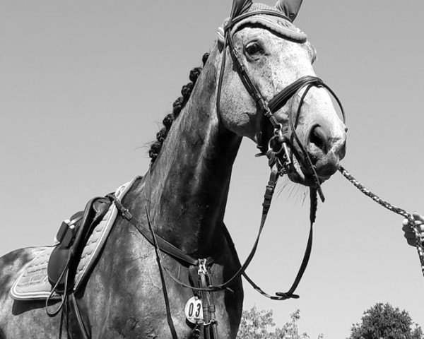 jumper Cancano 3 (Danish Warmblood, 2012, from Cosmeo)