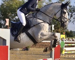jumper Cadan 2 (German Sport Horse, 2010, from Colorit)