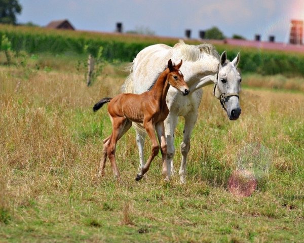 horse Curieux B (Westphalian, 2020, from Crime is Colin)
