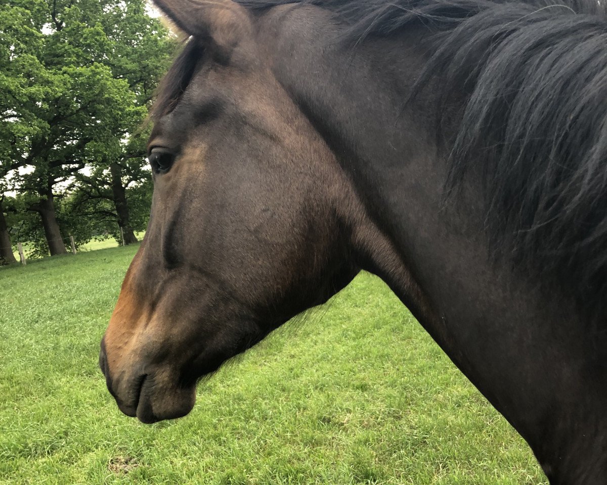 broodmare St Lavina (Hanoverian, 2017, from St. Schufro)