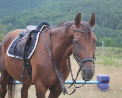 broodmare Great Ability 2 (Hanoverian, 2004, from Grand Cru)
