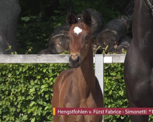 horse Fabiano (German Sport Horse, 2020, from Fürst Fabrice)