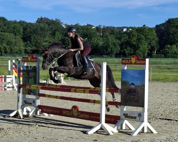Cavallo da Dressage Tabaluga 255 (Pony da Sella Tedesco, 2013, di Topolino)