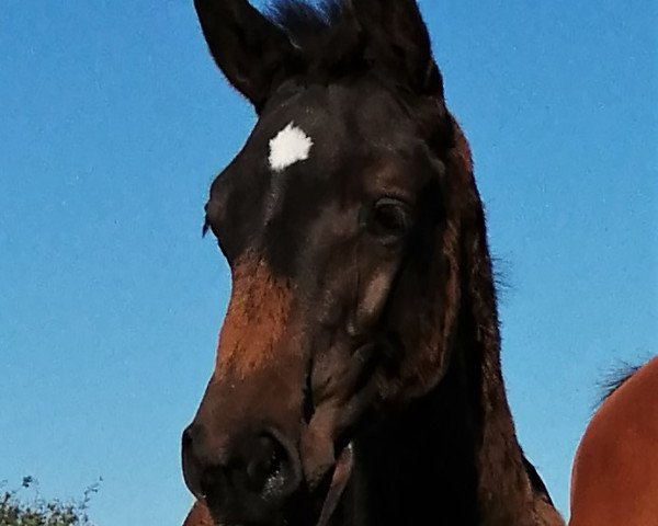 broodmare Nika 33 (Holsteiner, 2020, from Diarado)