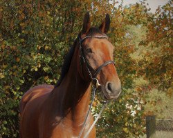 dressage horse Don Karli (Hanoverian, 2008, from Dancier)