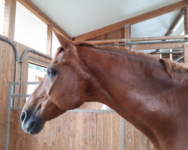 dressage horse Monarch 91 (Russian Trakehner, 1994, from Orech)