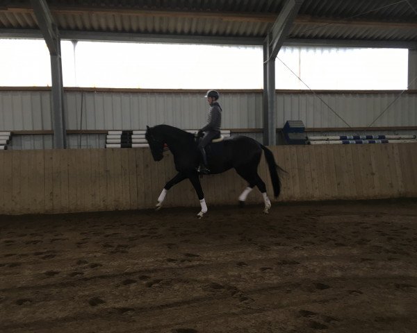 dressage horse Broker Number One (Oldenburg, 2015, from Bretton Woods)