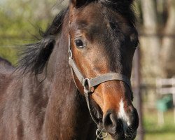 Pferd Skywalker GLH (Oldenburger, 2019, von So Unique)