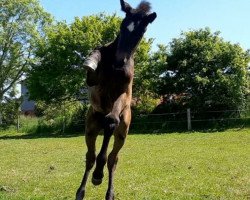 horse Nyla (Holsteiner, 2020, from Goldball)