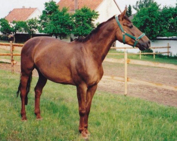 Zuchtstute Wichita 88 (Zweibrücker, 1990, von Woerth)