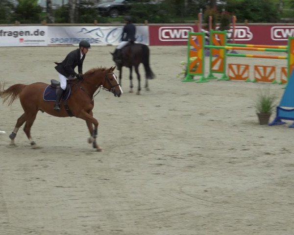 Reitturnier Westergellersen 2021