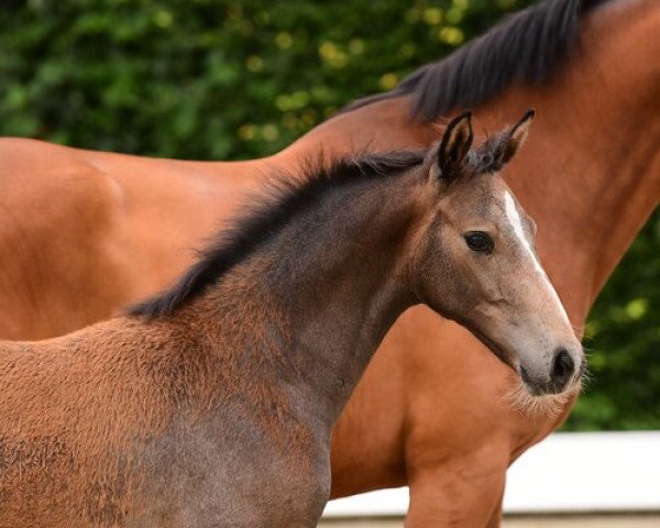 horse Venedig (Holsteiner, 2020, from Vingino)
