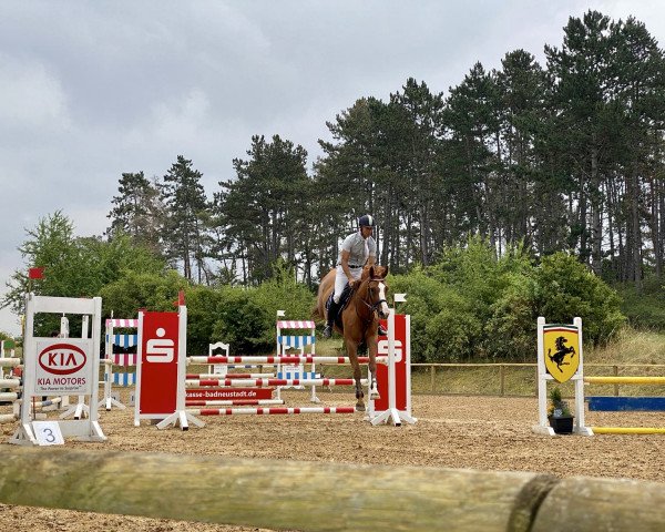 broodmare Couleurs Calistra (Hanoverian, 2009, from Couleur Rubin)