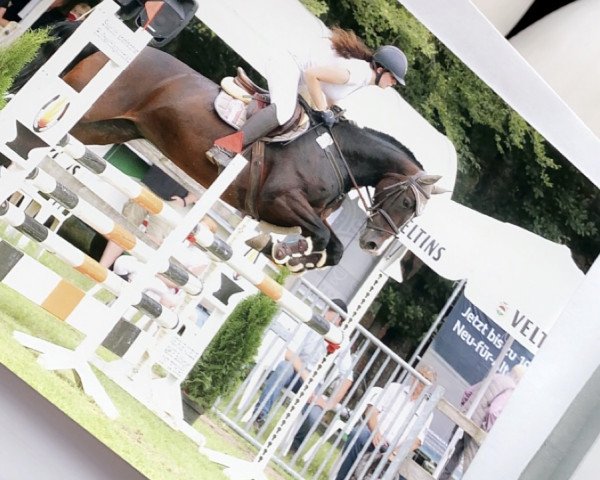 jumper Wodka Energy 3 (German Sport Horse, 2010, from Cassandro I)