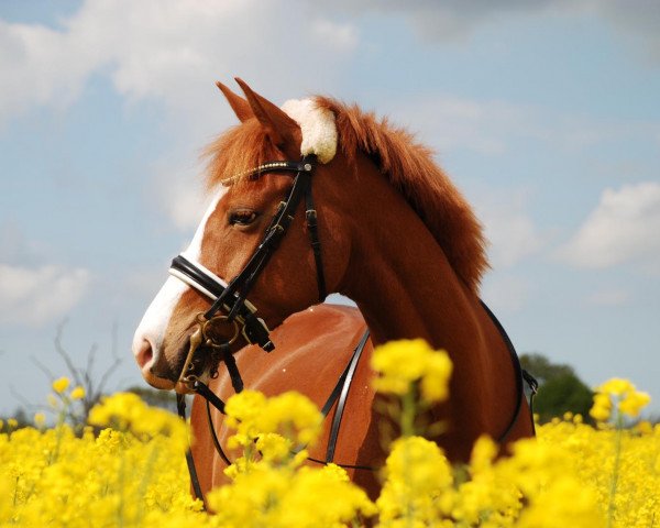 Zuchtstute Patty de la Rose (Deutsches Reitpony, 2008, von Hilkens Black Delight)