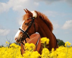 Zuchtstute Patty de la Rose (Deutsches Reitpony, 2008, von Hilkens Black Delight)
