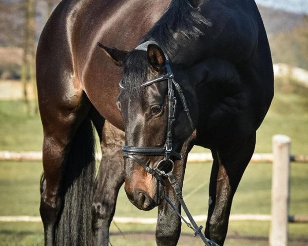 jumper Quinara 50 (Oldenburg, 2014, from Quality 9)