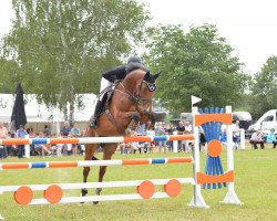 Springpferd Quinto 56 (Holsteiner, 2005, von Quinar)