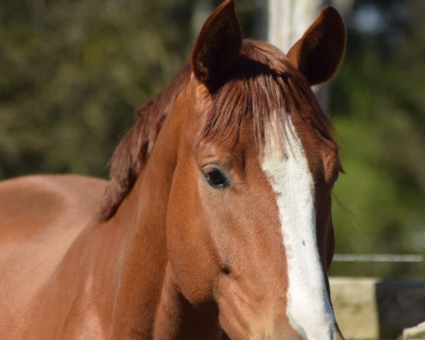 dressage horse Freddie P (Hanoverian, 2016, from Fürsten-Look)