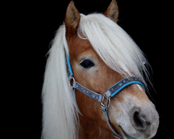 dressage horse Wolke Sieben (10,16% ox) (Edelbluthaflinger, 2013, from Navy Blue)