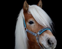 dressage horse Wolke Sieben (10,16% ox) (Edelbluthaflinger, 2013, from Navy Blue)