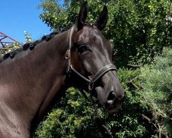 dressage horse Funkenflug 14 (Hanoverian, 2014, from Fürstenball)