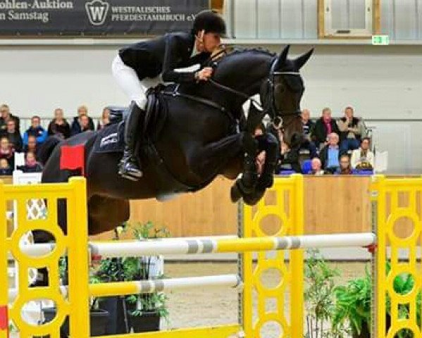 jumper Prieuré 3 (Hanoverian, 2010, from Perigueux)