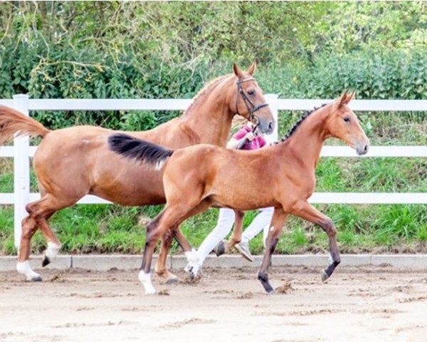 horse Emilia (Holsteiner, 2020, from Eldorado van de Zeshoek)