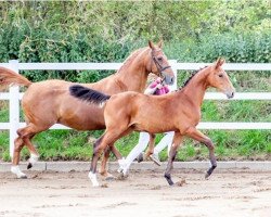Pferd Emilia (Holsteiner, 2020, von Eldorado van de Zeshoek)