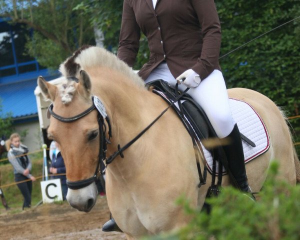 dressage horse Jack 471 (Fjord Horse, 2007, from Mosegårdens Splint)