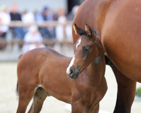 horse Chubakko´s Princess (Westphalian, 2020, from Chubakko)