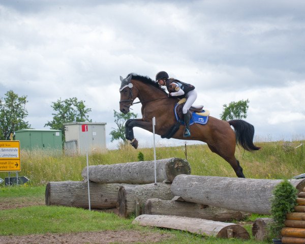 Springpferd Säntis SH (Deutsches Sportpferd, 2014, von Samos)