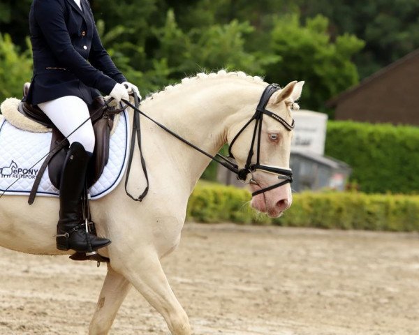 stallion Fs Charmy's Starlight (German Riding Pony, 2011, from FS Champion de Luxe) stallion Fs Charmy's Starlight (German Riding Pony, 2011, from FS Champion de Luxe)