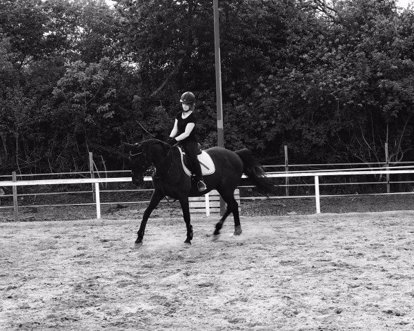 horse Priamos 143 (Hanoverian, 2004, from Prince Thatch xx)