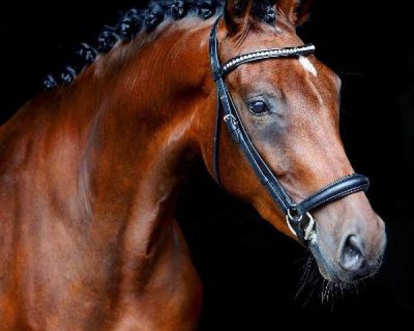 broodmare Dance Star´s Chica (German Riding Pony, 2017, from Dance Star AT NRW)