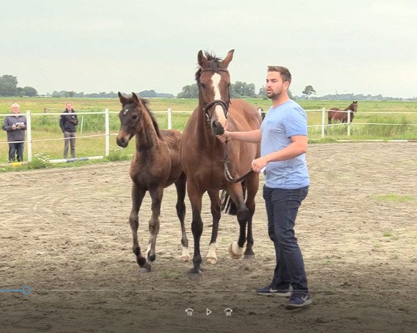 Pferd Stute von Corniolo / Quintero (Holsteiner, 2020, von Corniolo)
