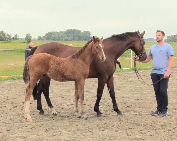 jumper Casino Cash 2 (Holsteiner, 2020, from Corfu de La Vie)