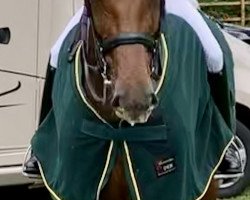dressage horse Valpolicella 5 (Westphalian, 2012, from Vitalis)