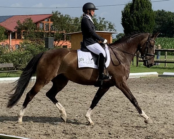 dressage horse Columbus Diarose (Rhinelander, 2013, from Diar Noir)