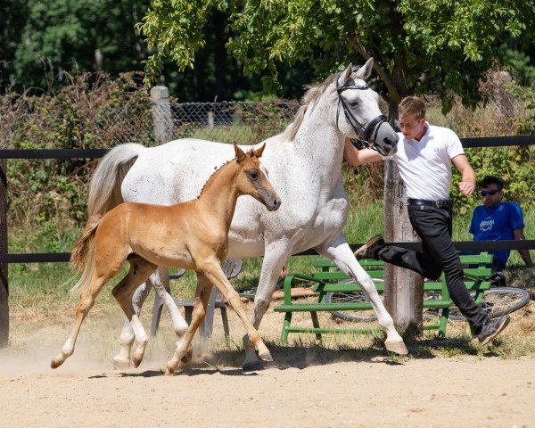 broodmare Kea 15 (Trakehner, 2010, from Cornus)