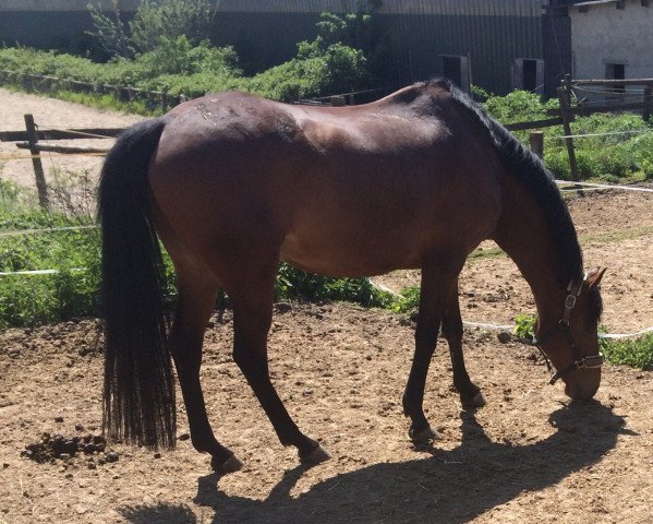horse Little Dream xx (Thoroughbred, 2006, from Auenadler xx) horse Little Dream xx (Thoroughbred, 2006, from Auenadler xx)