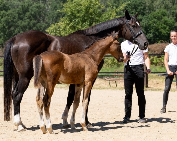 broodmare Polarblut (Trakehner, 2006, from San Krotenbach) broodmare Polarblut (Trakehner, 2006, from San Krotenbach)
