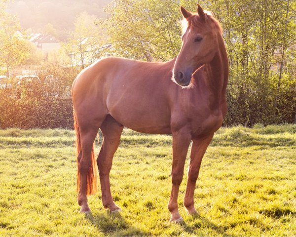 jumper Pickpocket Paul 2 (Hanoverian, 2002, from Prestige Pilot)