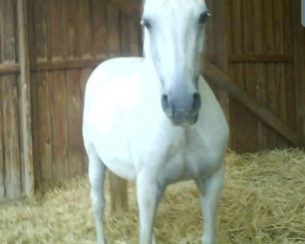 broodmare Elena (German Riding Pony, 1989, from Derby)