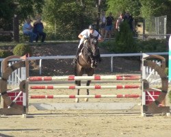 Springpferd Peppercrack K (Hannoveraner, 2014, von Perigueux)