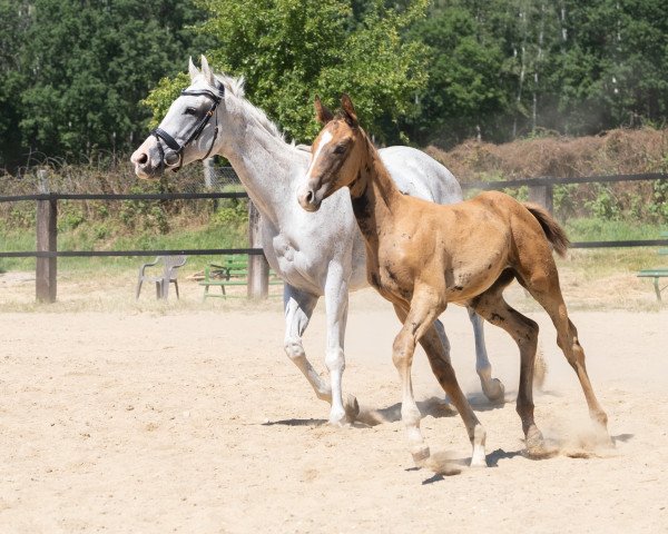stallion Schneeblitz (Trakehner, 2020, from Göteborg)
