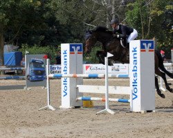 jumper Mila 70 (Oldenburg, 2014, from Messenger)