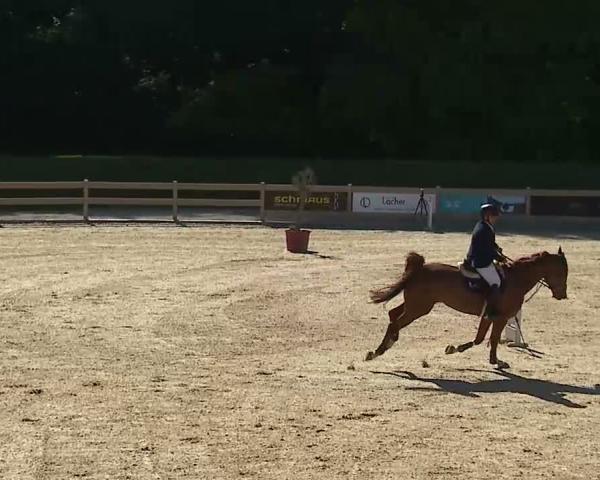 Torneio Equestre Tiefenhof/Opf. 2026