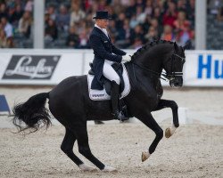 stallion Totilas (KWPN (Royal Dutch Sporthorse), 2000, from Gribaldi)