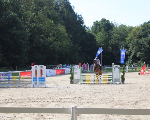 Pferd Roana 21 (Rheinländer, 2005, von Riccione) Pferd Roana 21 (Rheinländer, 2005, von Riccione)